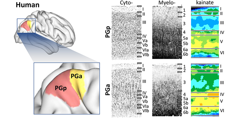 BigBrain: An Ultrahigh-Resolution 3D Human Brain Model